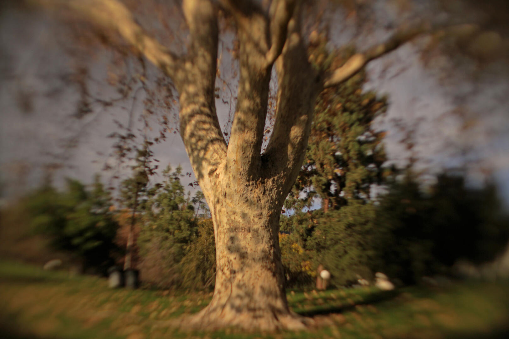 Soft lens focus created by astigmatism generator front lens attachment invention - image by Scott L. Dale Soft lens focus created by astigmatism generator front lens attachment invention - image of a tree by Scott L. Dale